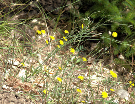 2010-07-12_12  Agoseris grandiflora TN.jpg - 91993 Bytes